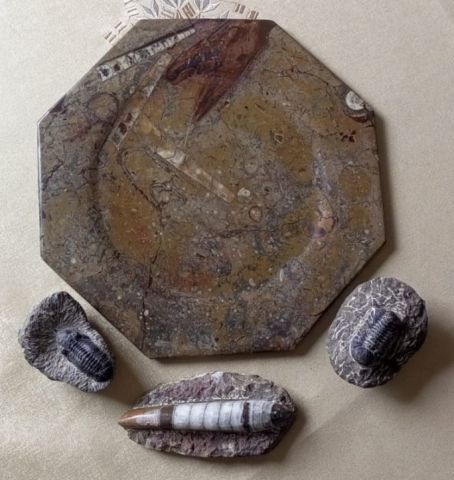 أحافير تريلوبيت ونوتيلويد عمرها ملايين السنين