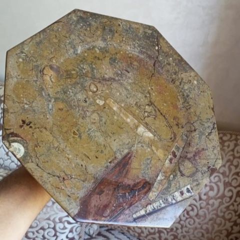 أحافير تريلوبيت ونوتيلويد عمرها ملايين السنين 2