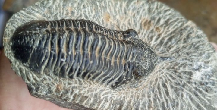 أحافير تريلوبيت ونوتيلويد عمرها ملايين السنين 3