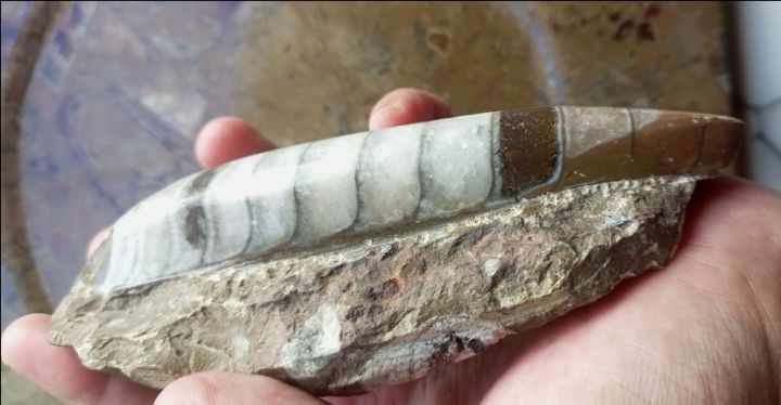 أحافير تريلوبيت ونوتيلويد عمرها ملايين السنين 4