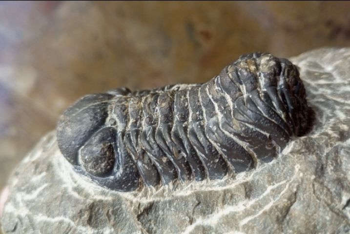 أحافير تريلوبيت ونوتيلويد عمرها ملايين السنين 5