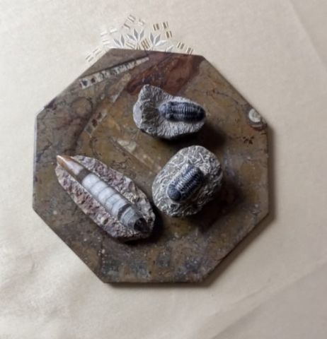 أحافير تريلوبيت ونوتيلويد عمرها ملايين السنين 7