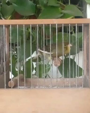 ذكر كانطور اسباني