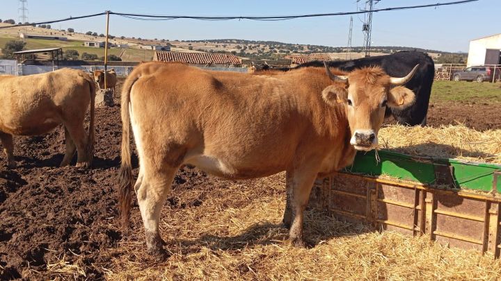 مزارع وفنادق واراضي ومنازل للبيع في اسبانيا  2