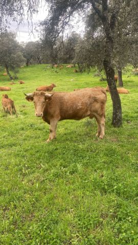 مزارع وفنادق واراضي ومنازل للبيع في اسبانيا  3