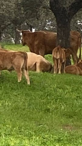 مزارع وفنادق واراضي ومنازل للبيع في اسبانيا  4