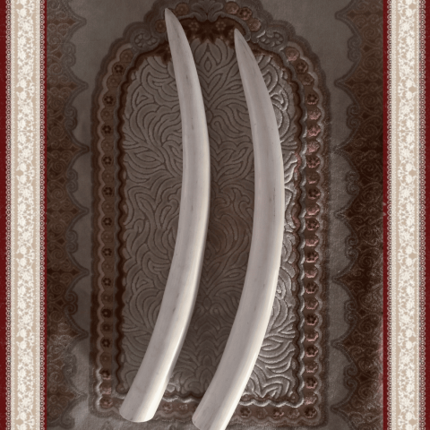 عاج ناب الفيل