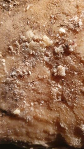 عنبر الحوت  6