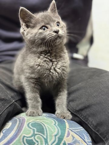 British shorthair  2