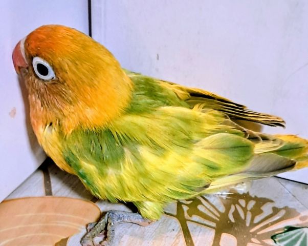 Inséparables Dressage 