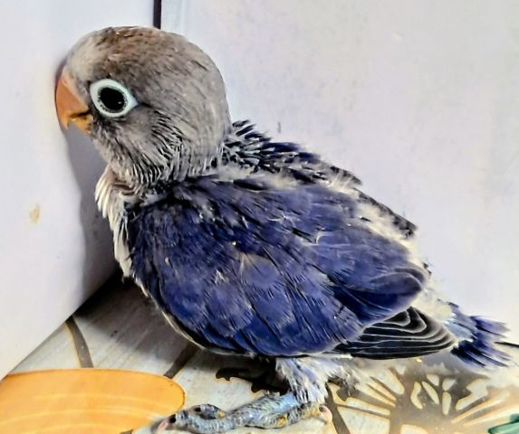 Inséparables Dressage  2