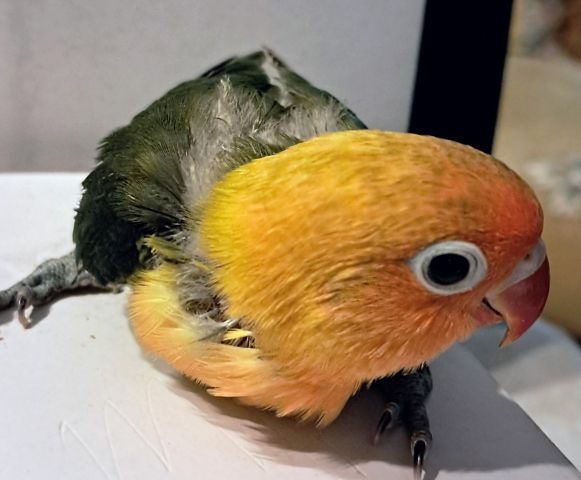 Inséparables Dressage  3