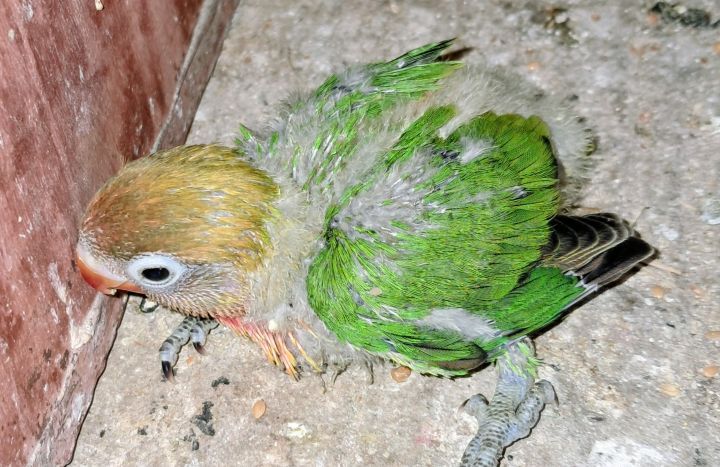 Inséparables Dressage  4