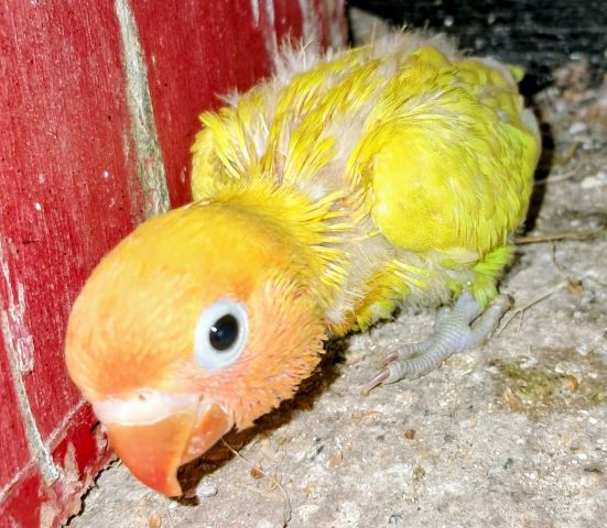 Inséparables Dressage  5