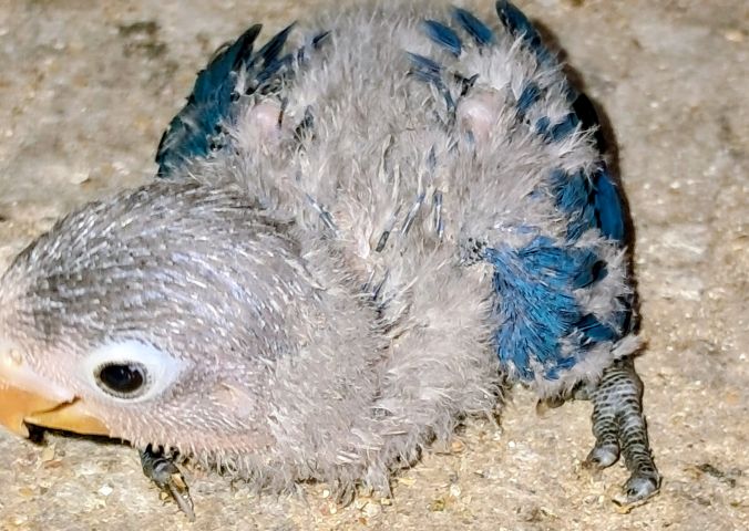 Inséparables Dressage  6