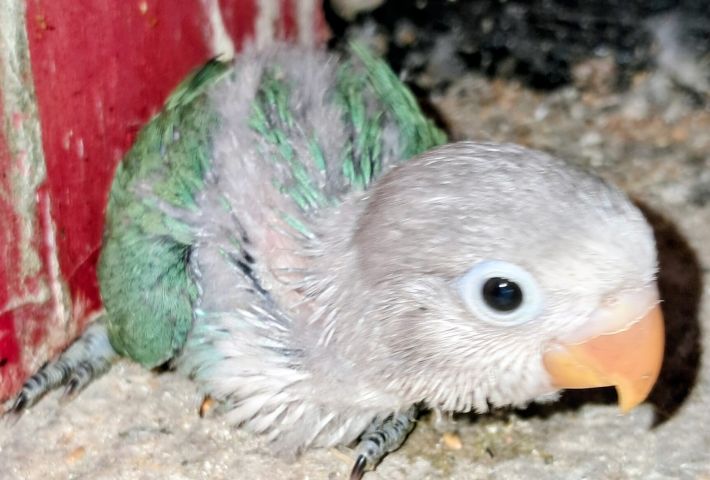 Inséparables Dressage  7