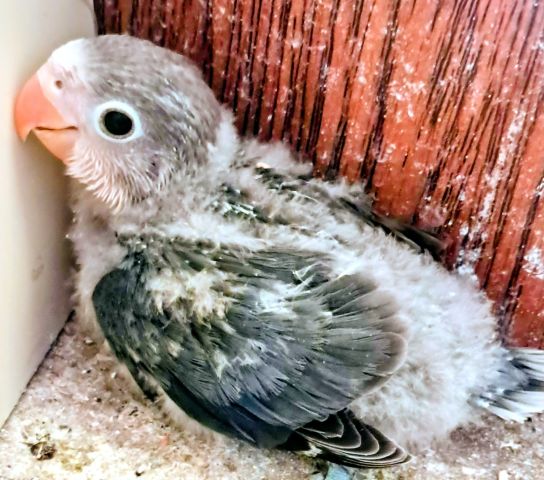 Inséparables Dressage  8