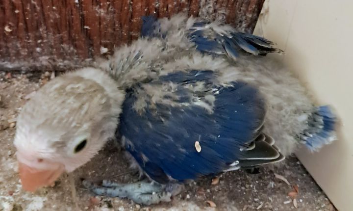 Inséparables Dressage  9