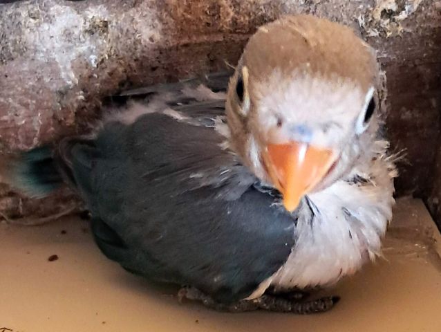 Inséparables Dressage  10