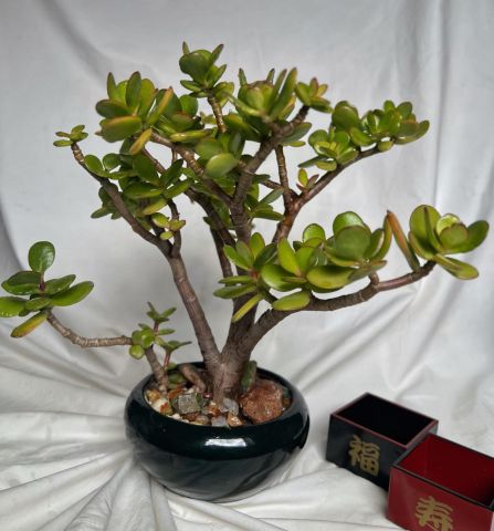 نباتات طبيعية (بونزاي)