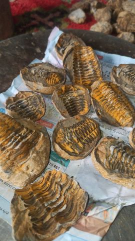 Trilobites الاحجار