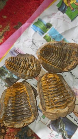 Trilobites الاحجار 2