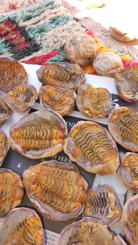 Trilobites الاحجار 3