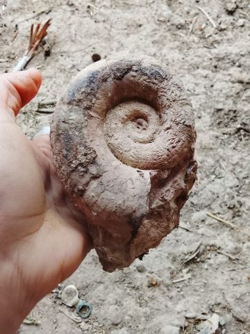 Ammonites