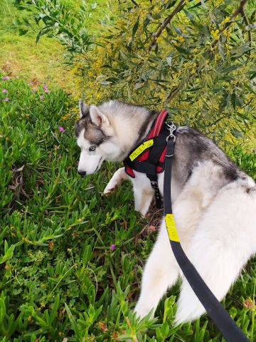 Husky Sibérien Pure Race- À Vendre 