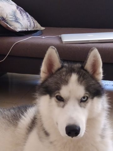 Husky Sibérien Pure Race pédigré 2