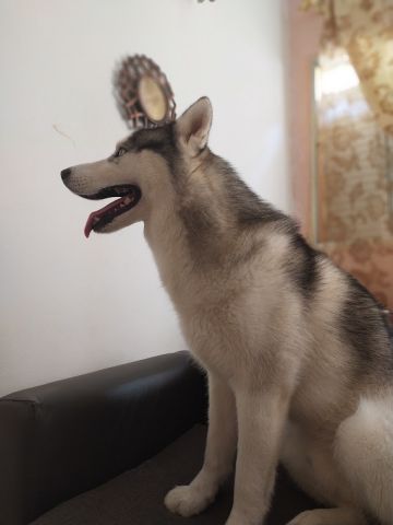 Husky Sibérien Pure Race pédigré 4
