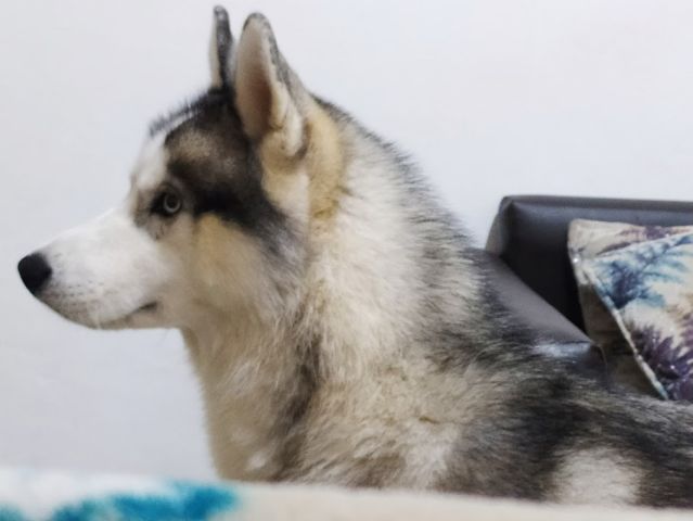 Husky Sibérien Pure Race pédigré 5