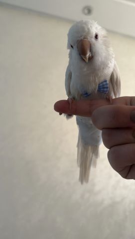 Perroquet quaker albinos à vendre  2