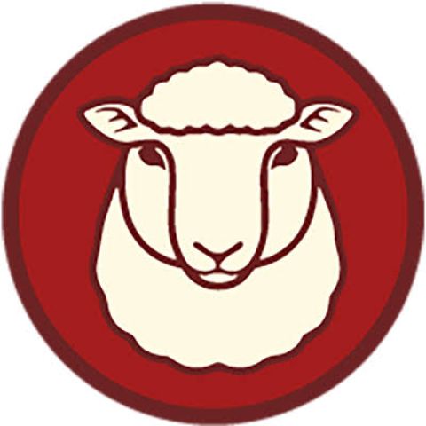  خروف للبيع من كوري للمناسبات