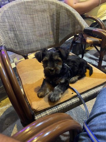 YORKSHIRE TERRIER