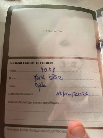YORKSHIRE TERRIER 3
