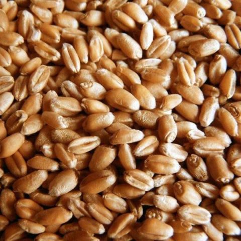 سأساعدكم في شراء ما يهمكم في كازاخستان 5