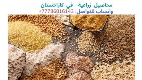  شركة كازاخستانية تبحث عن شركة عربية للتعاون، واتساب:  0077786016143