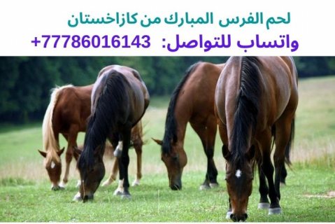  لحم الفرس من كازاخستان، واتساب للتواصل:  0077786016143