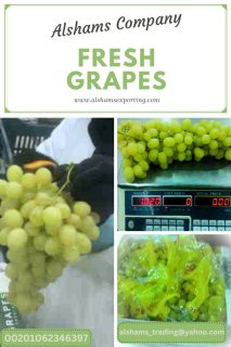 Fresh grapes