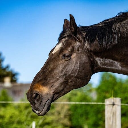 Chevaux